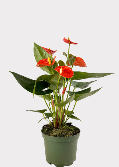 Anthurium Andraeanum - Sierra Orange