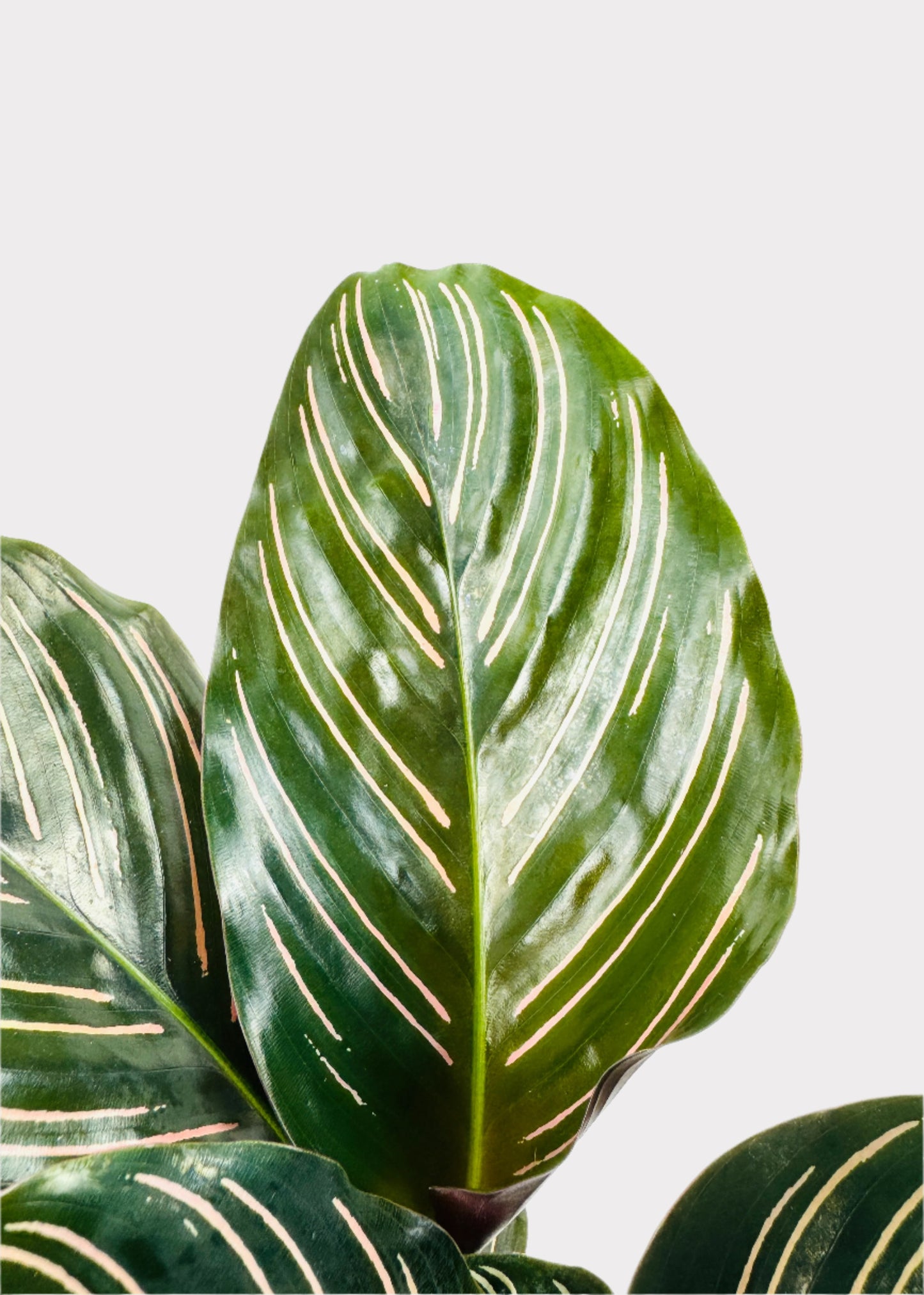 Calathea – Pinstripe