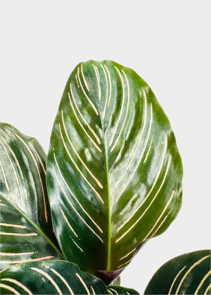 Calathea – Pinstripe