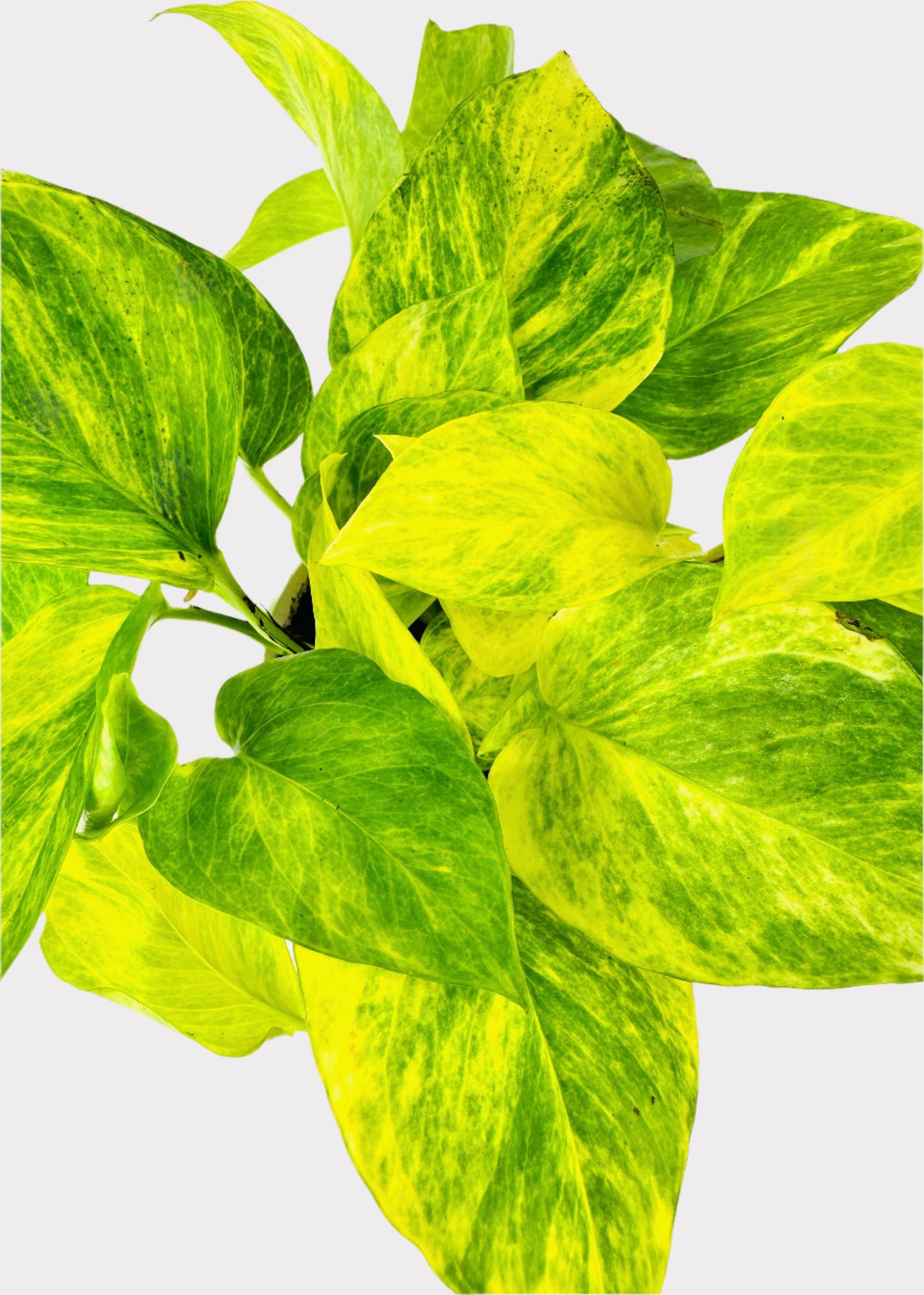 Pothos - Neon Queen