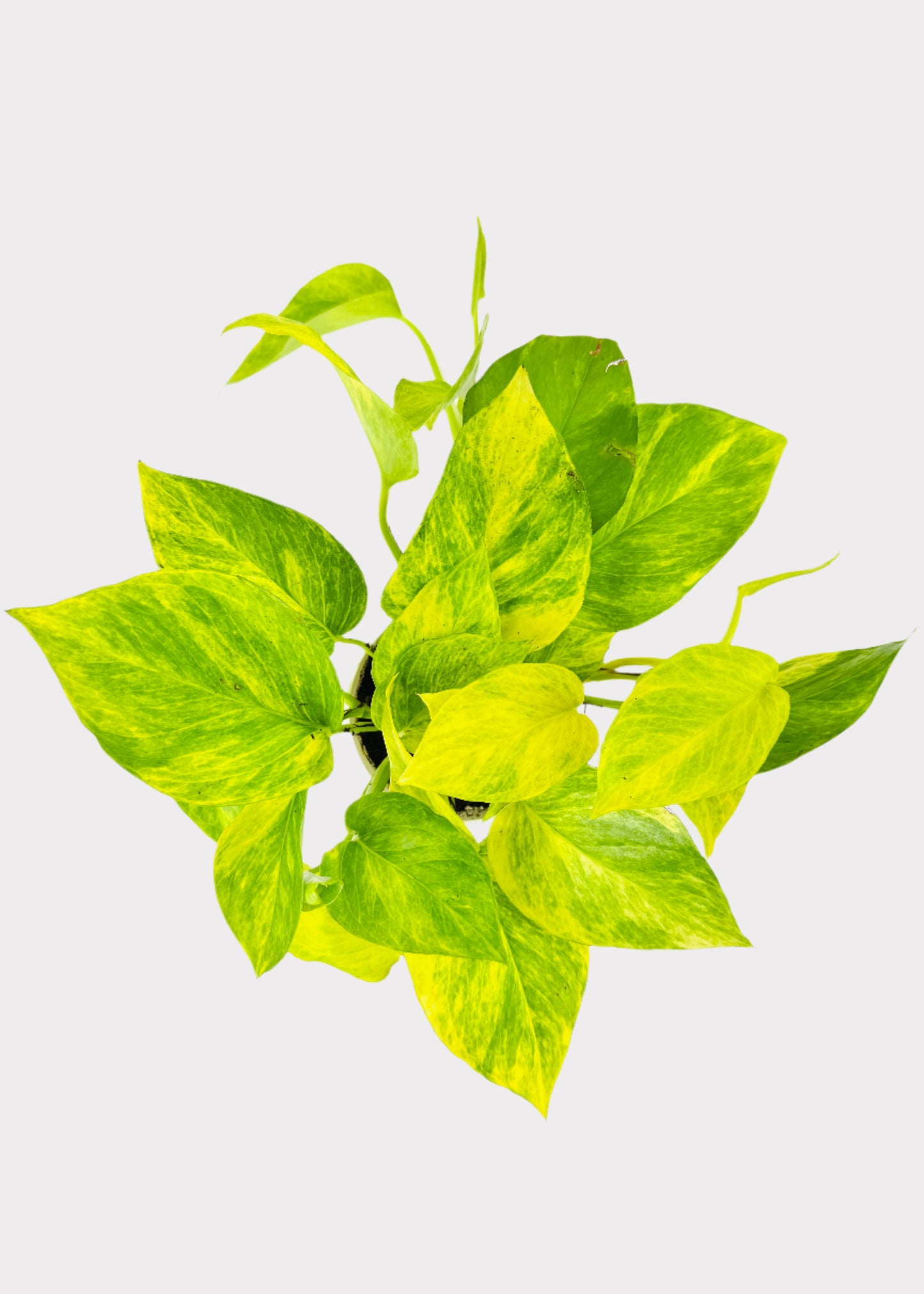 Pothos - Neon Queen