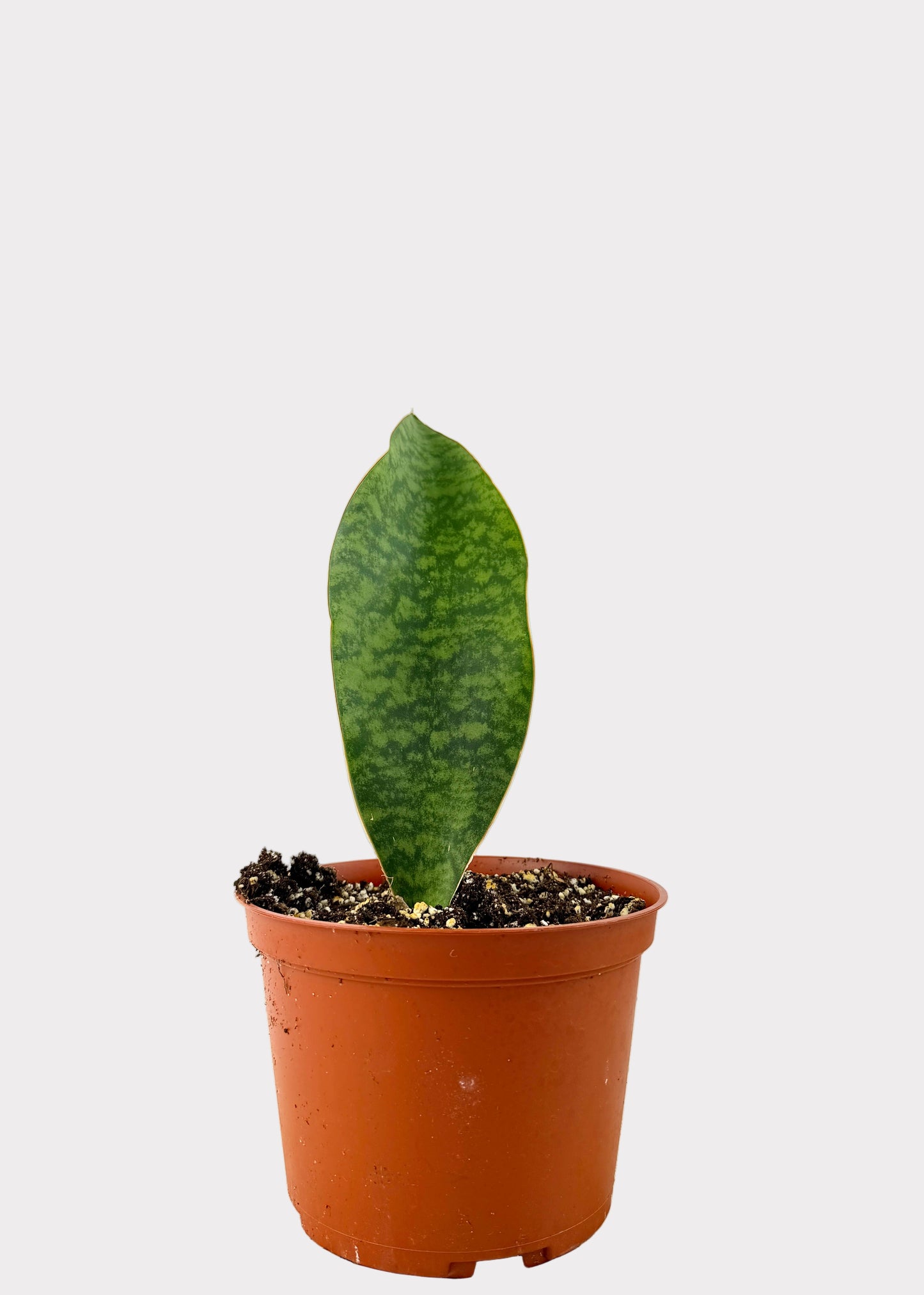 Sansevieria Masoniana - Whale Fin Sansevieria