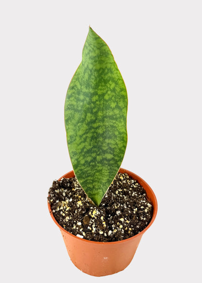 Sansevieria Masoniana - Whale Fin Sansevieria