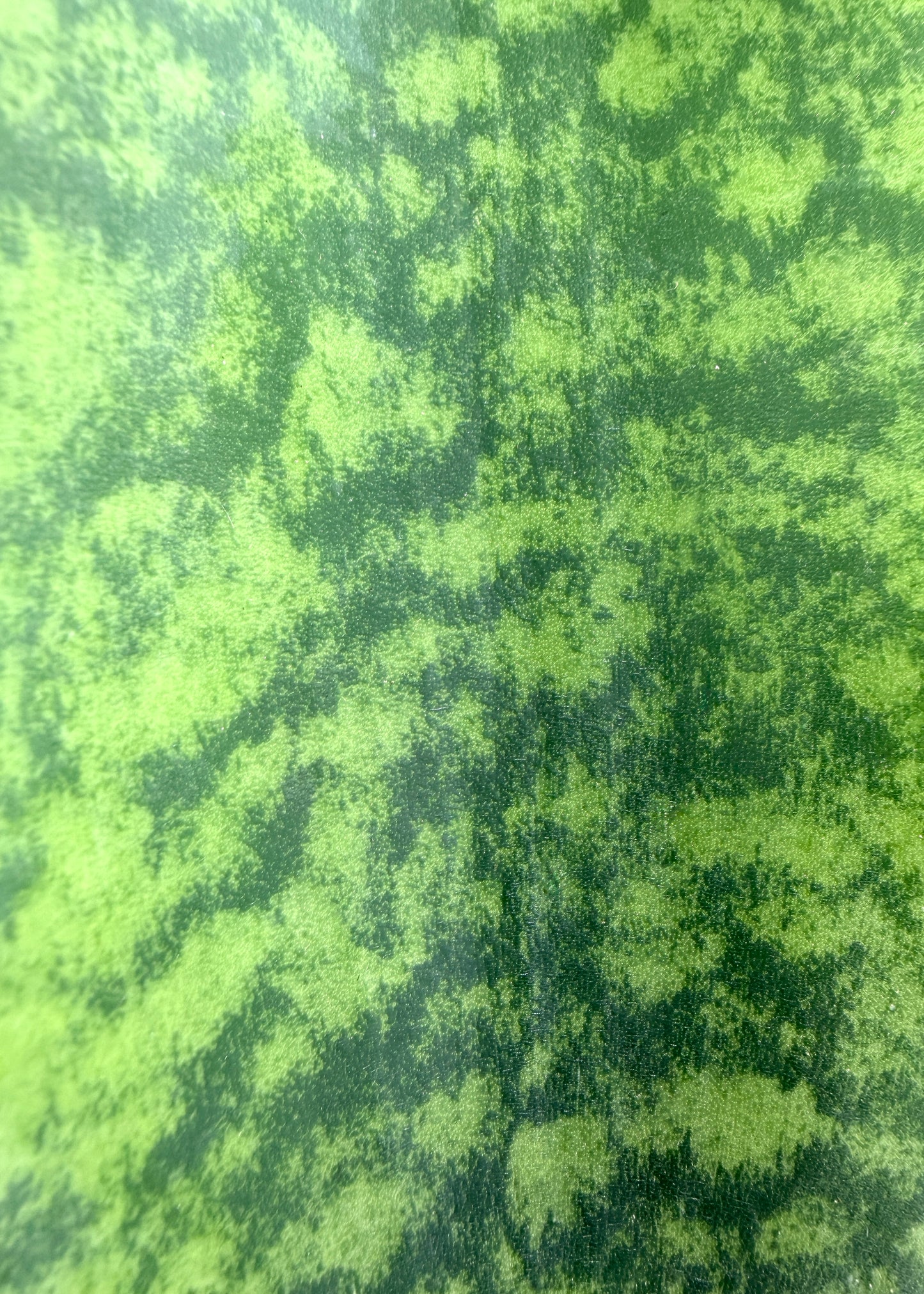 Sansevieria Masoniana - Whale Fin Sansevieria