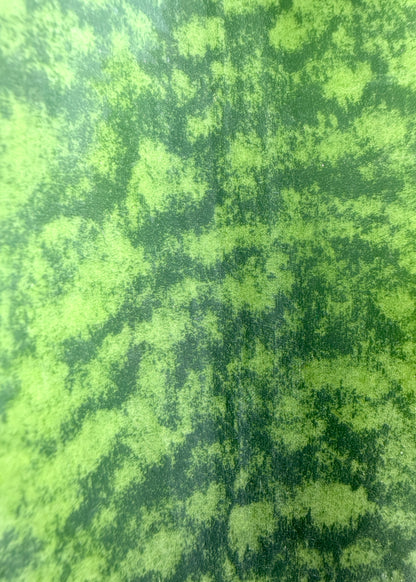 Sansevieria Masoniana - Whale Fin Sansevieria