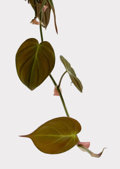 Philodendron - Micans