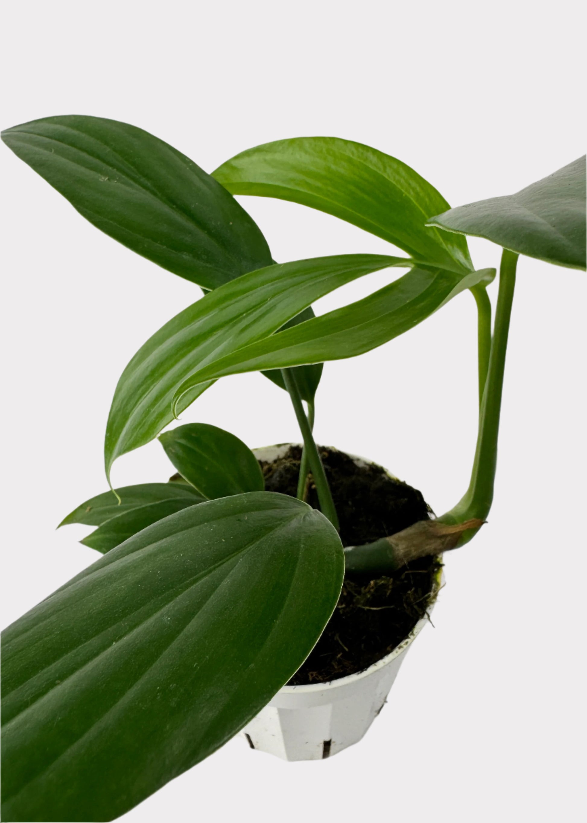 philodendron kylin tail Philodendron