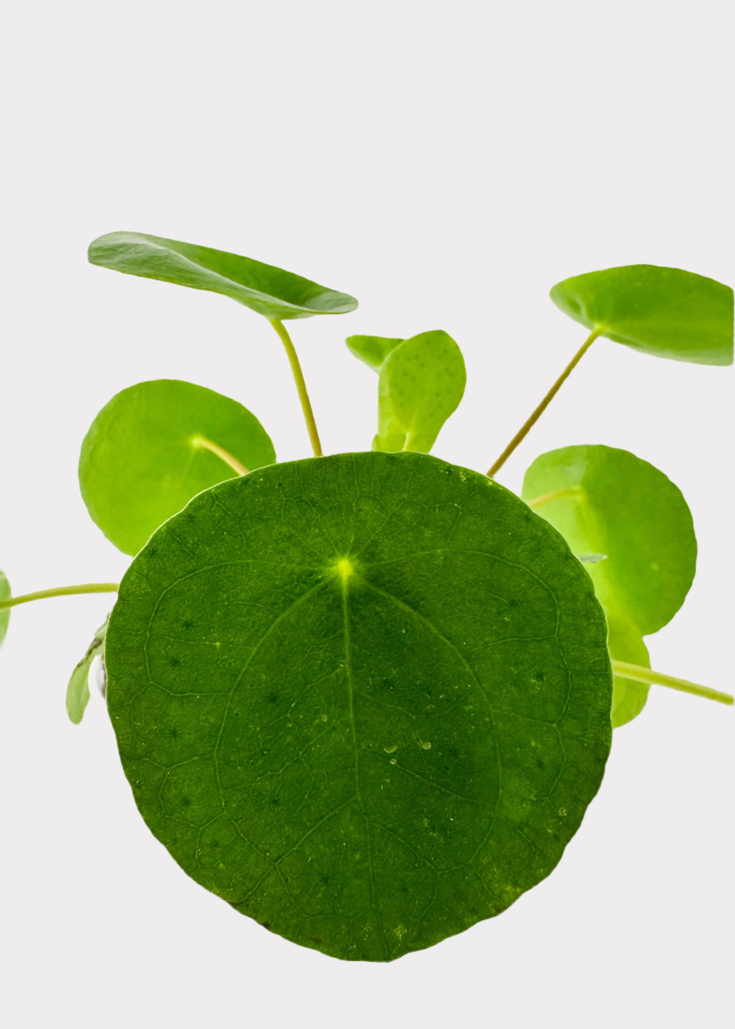 Pilea Peperomioides - Chinese Money Plant