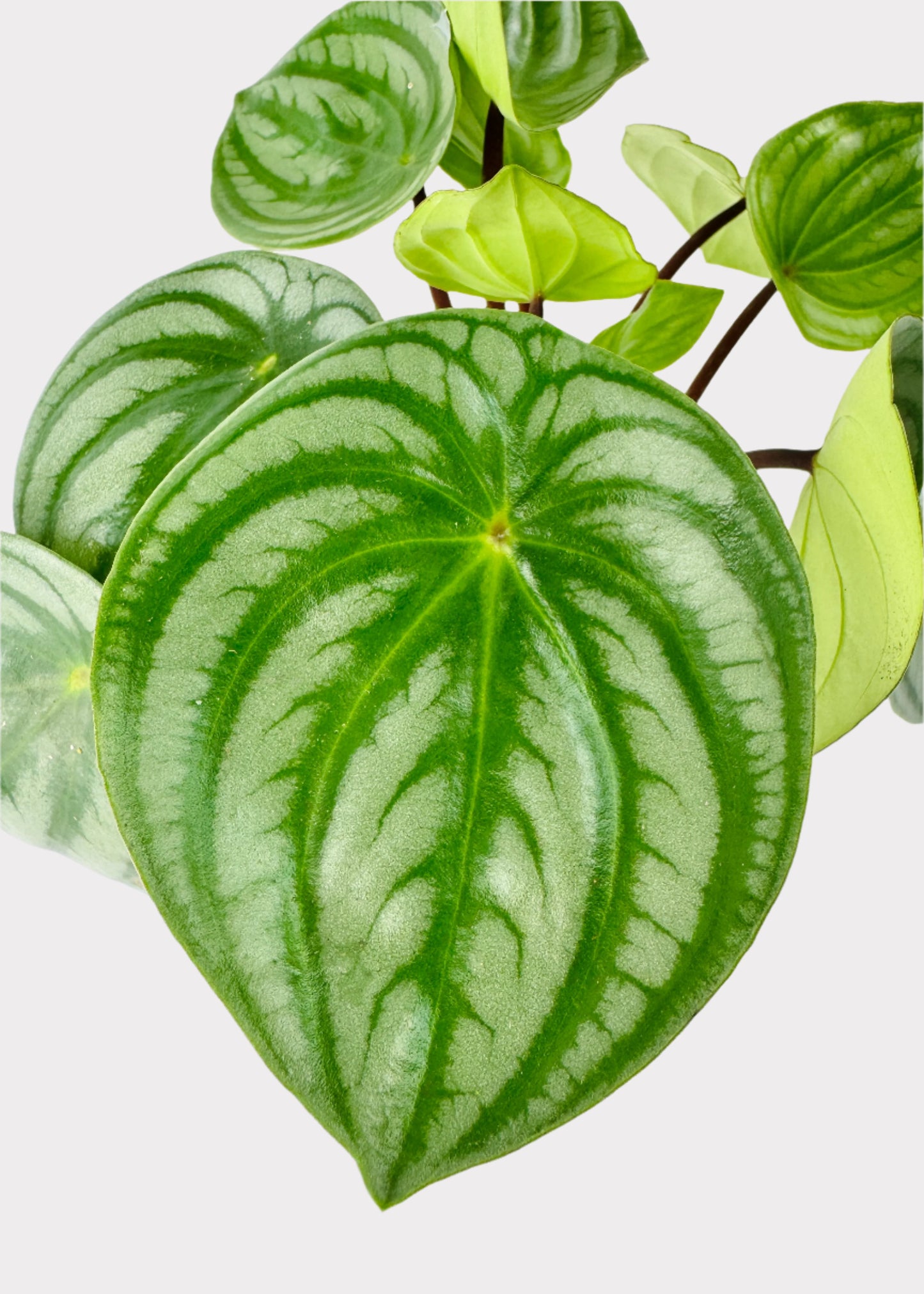 Peperomia - Watermelon