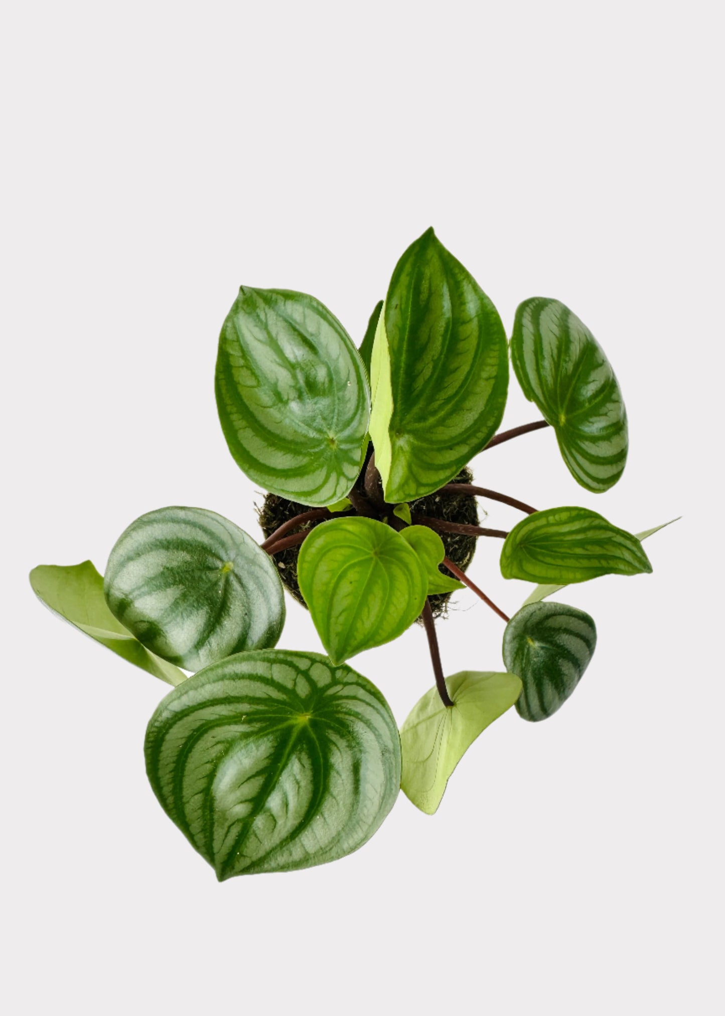 Peperomia - Watermelon