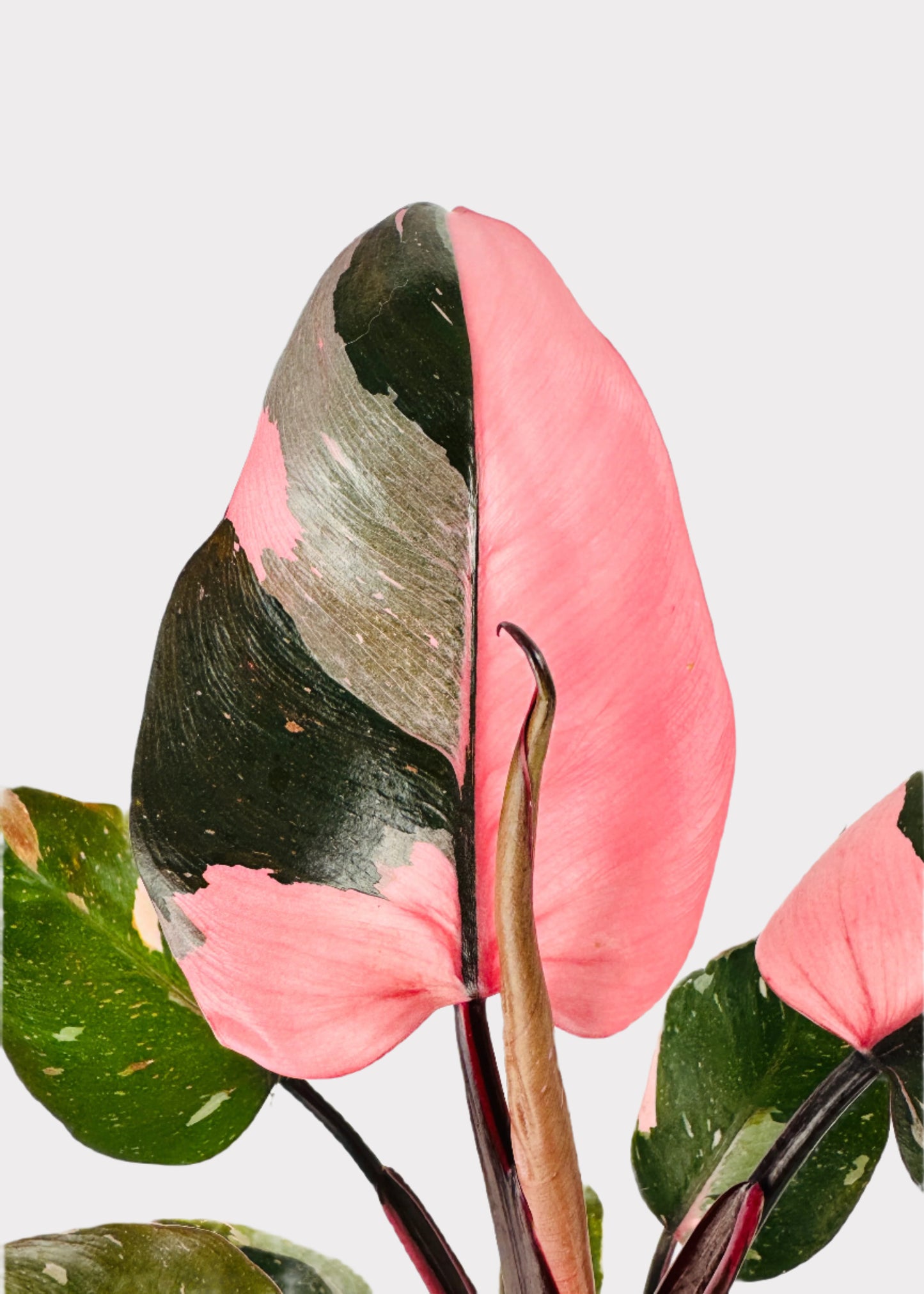 Philodendron - Pink Princess