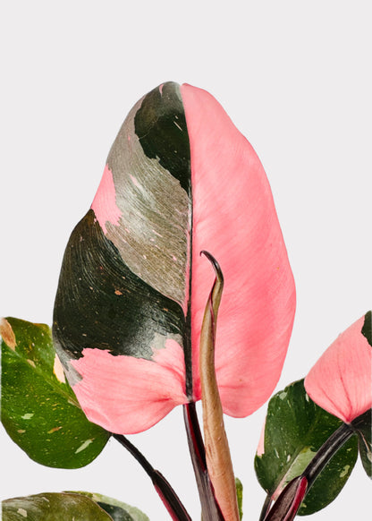 Philodendron - Pink Princess
