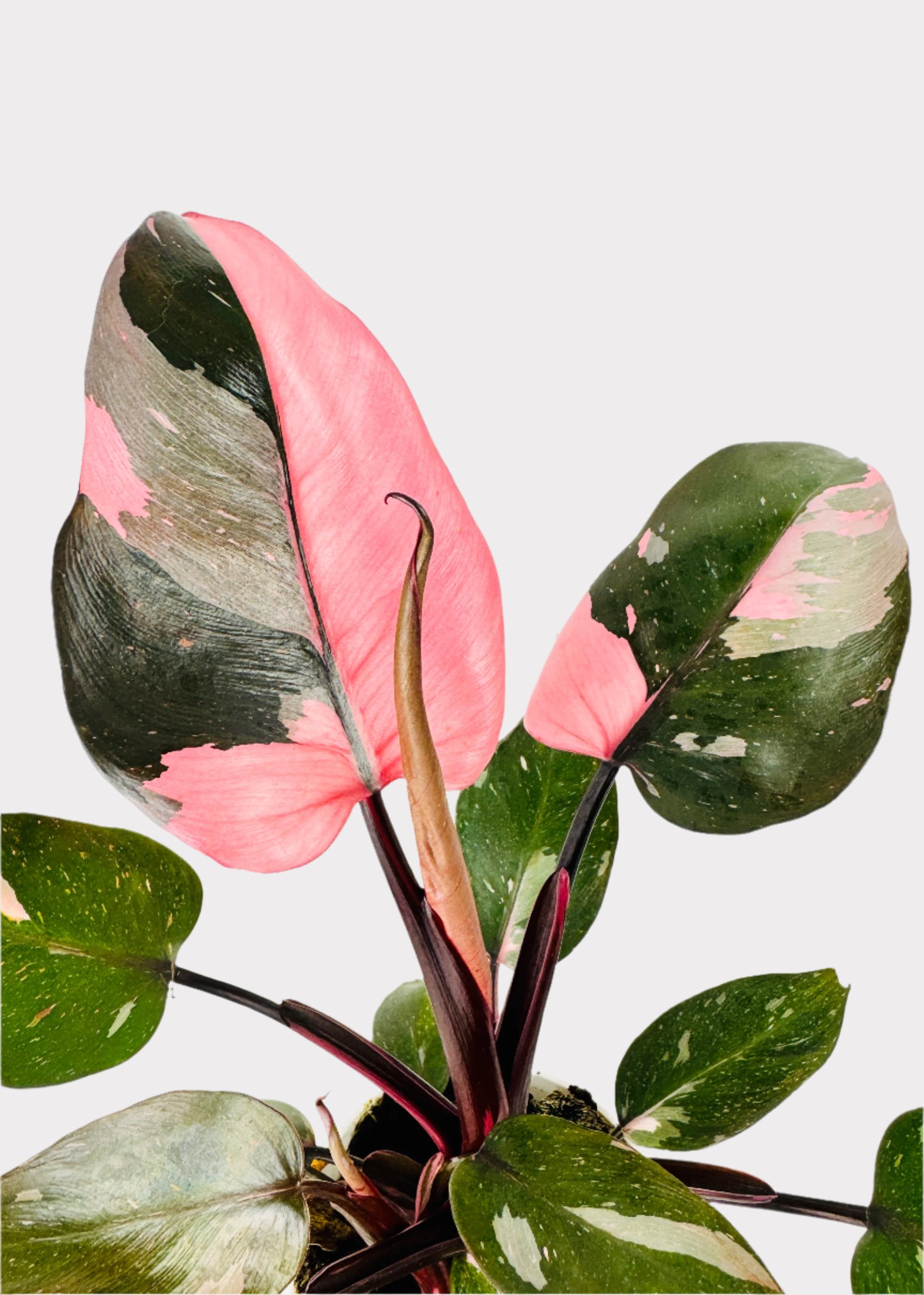Philodendron - Pink Princess