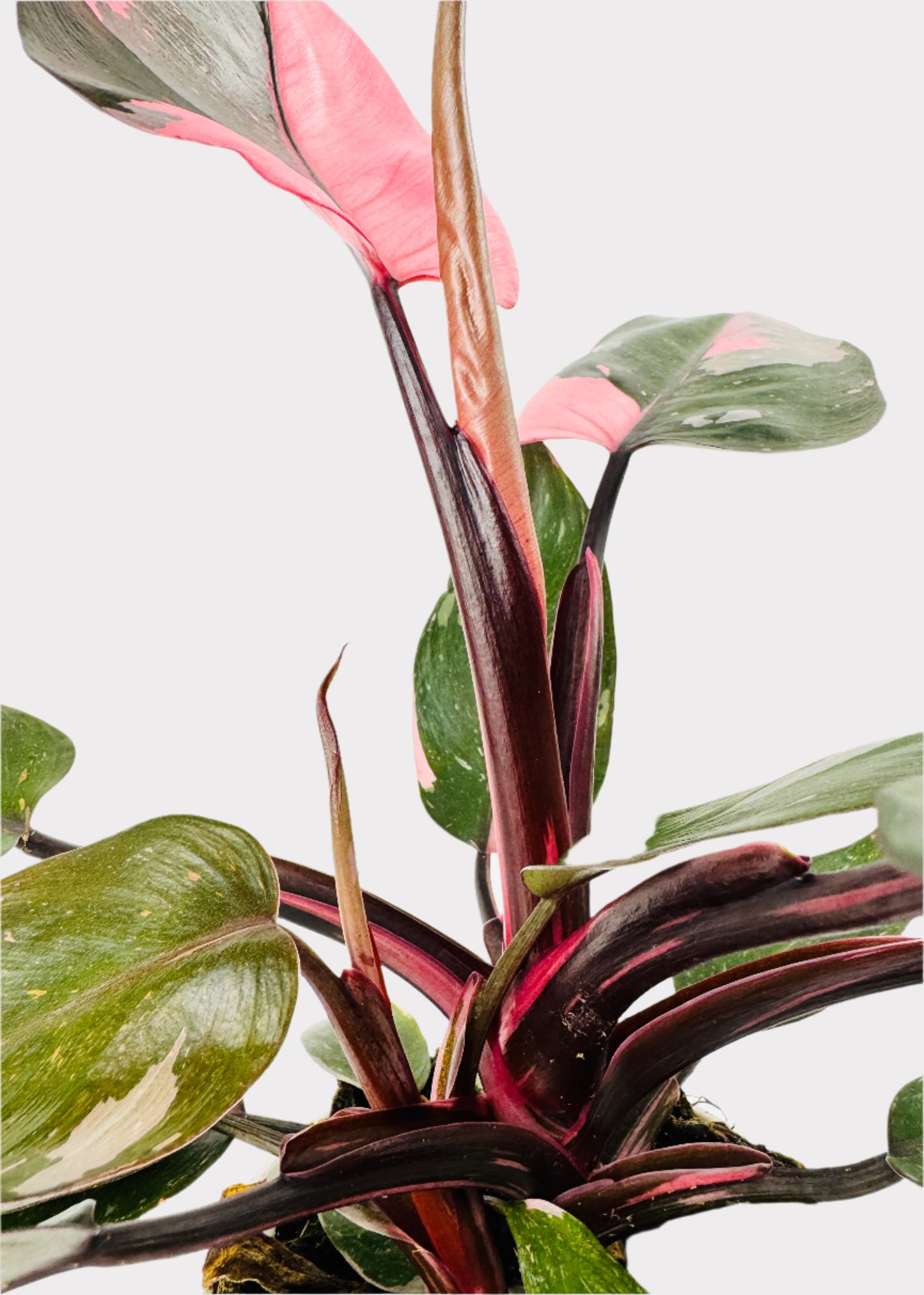 Philodendron - Pink Princess