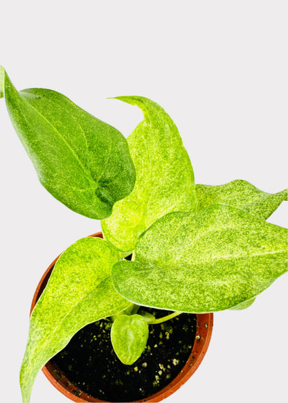 Alocasia – Buddha’s Hand (Variegated Cucullata)