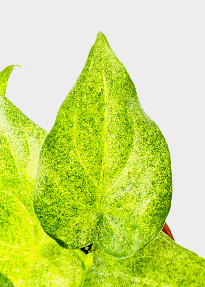 Alocasia – Buddha’s Hand (Variegated Cucullata)