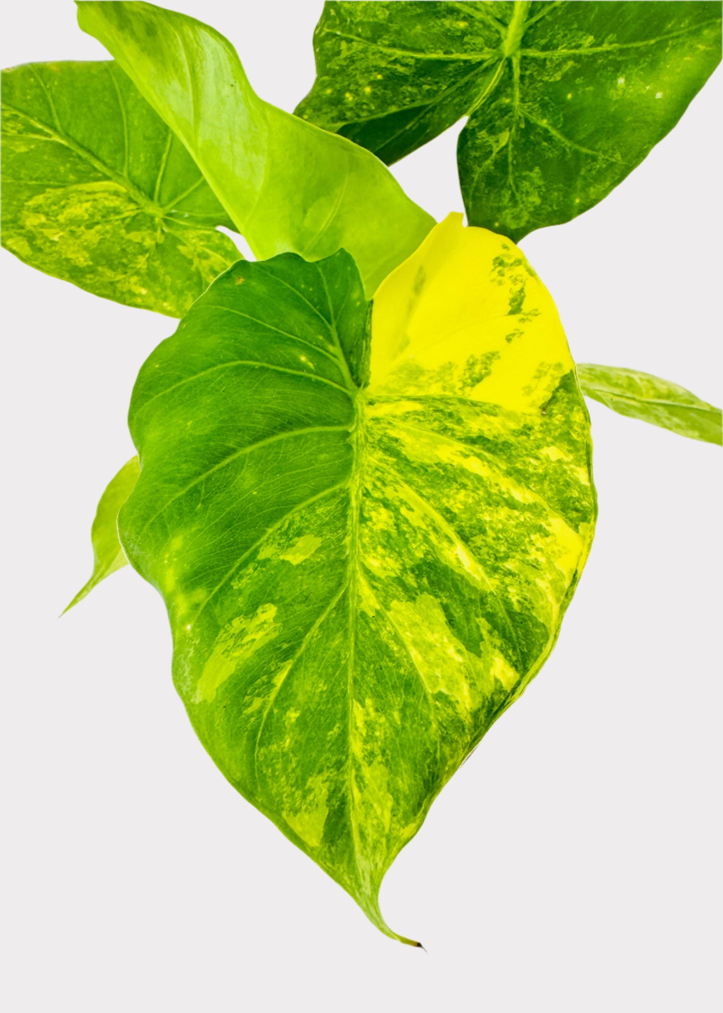 Alocasia – Elephant Ear (Gageana Yellow)