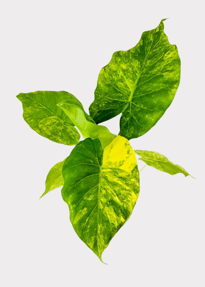 Alocasia – Elephant Ear (Gageana Yellow)