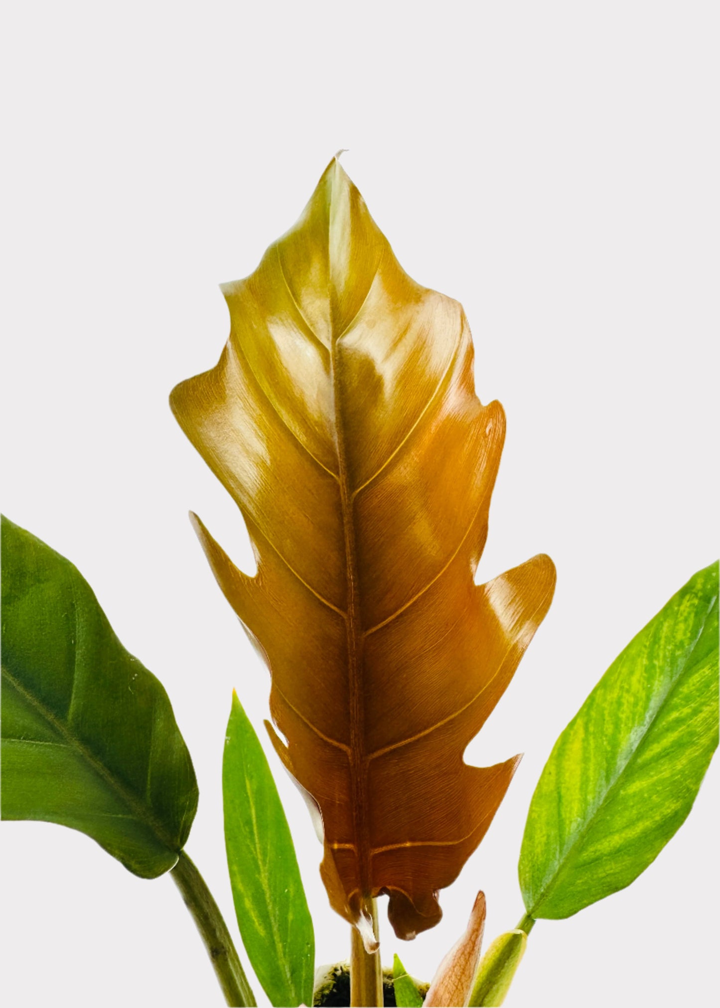 Philodendron - Caramel Pluto
