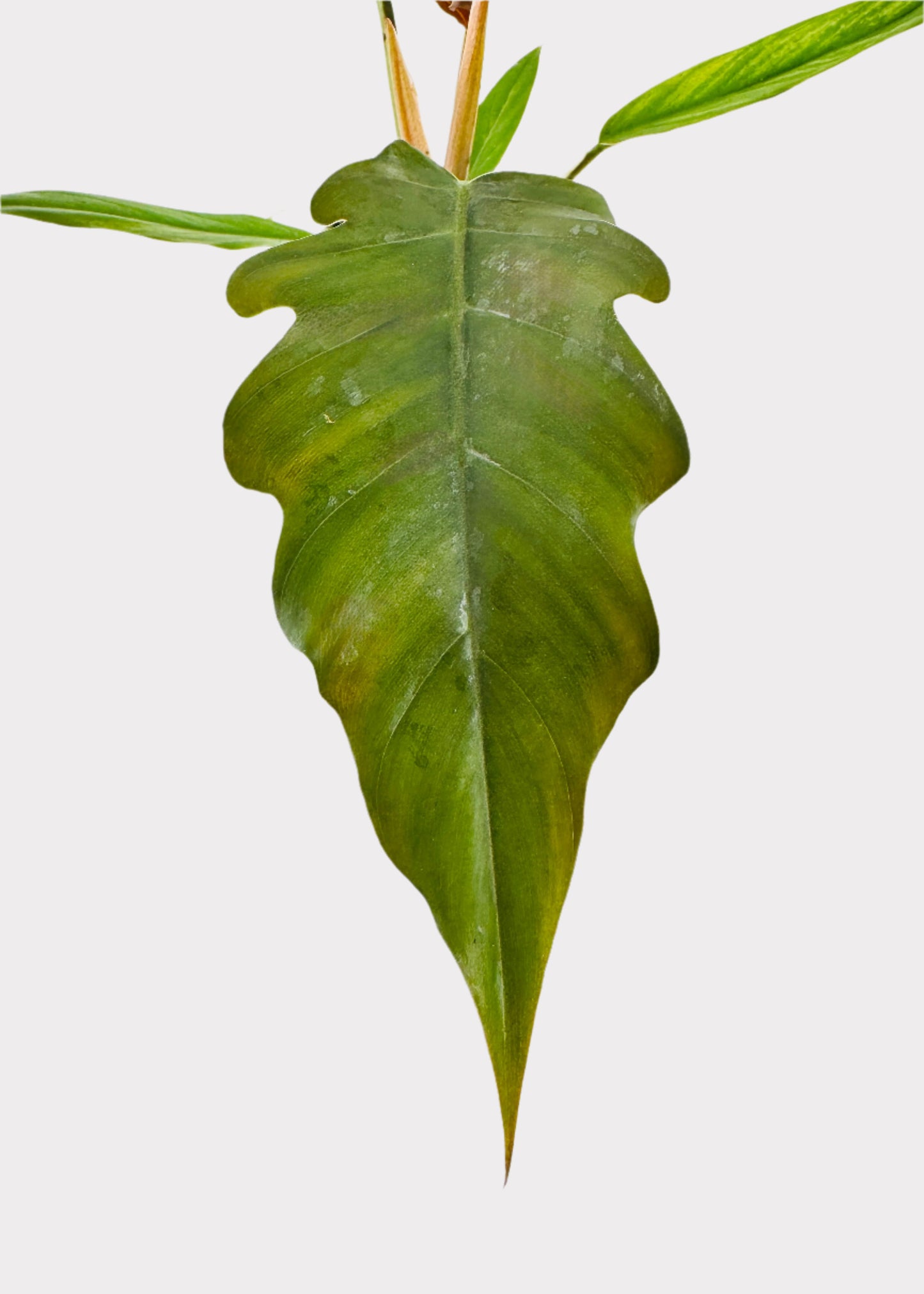 Philodendron - Caramel Pluto