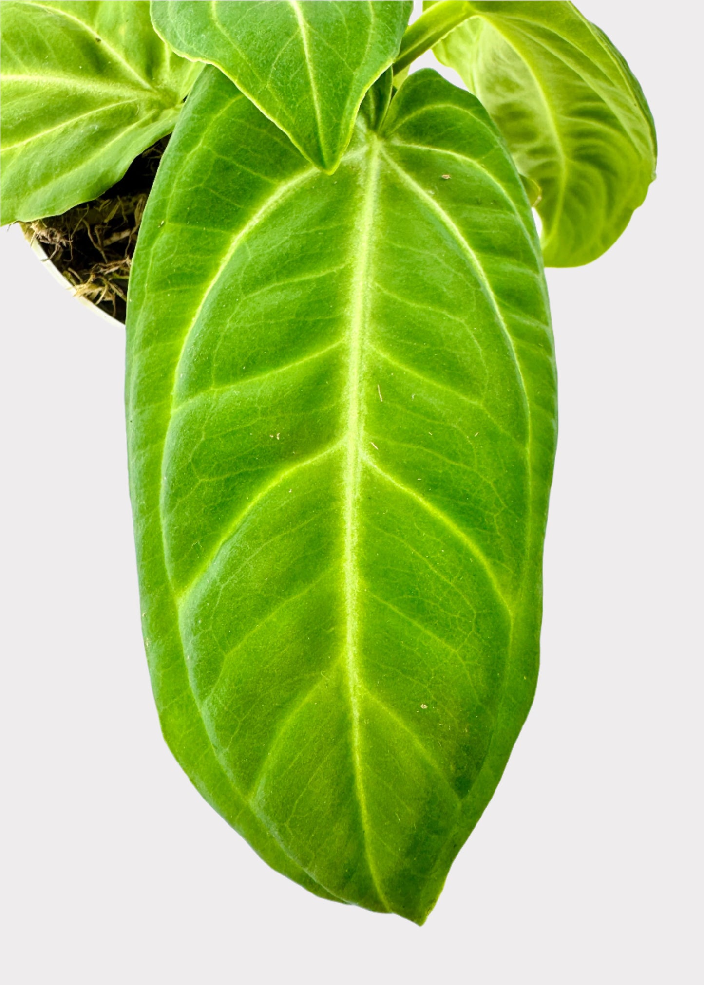 Anthurium – Villenaorum
