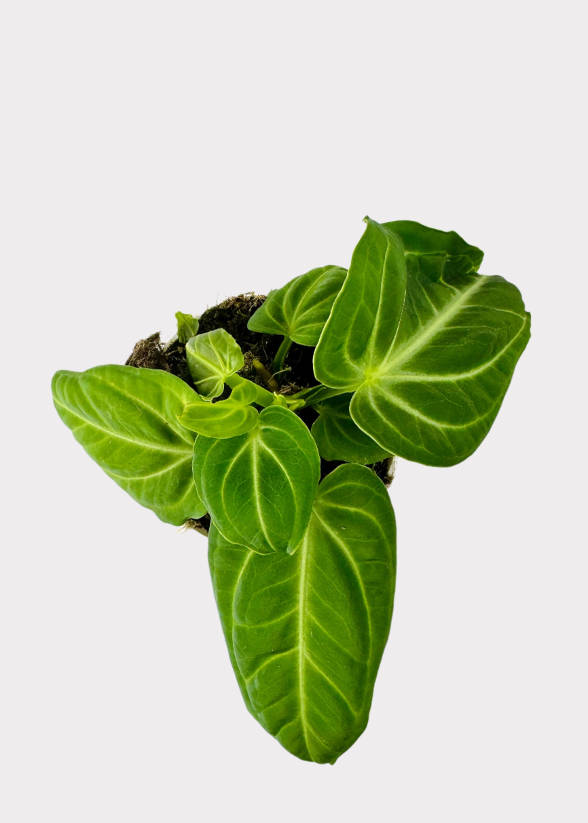 anthurium melano Anthurium – Villenaorum – Rainbow