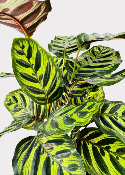 Calathea – Peacock Plant