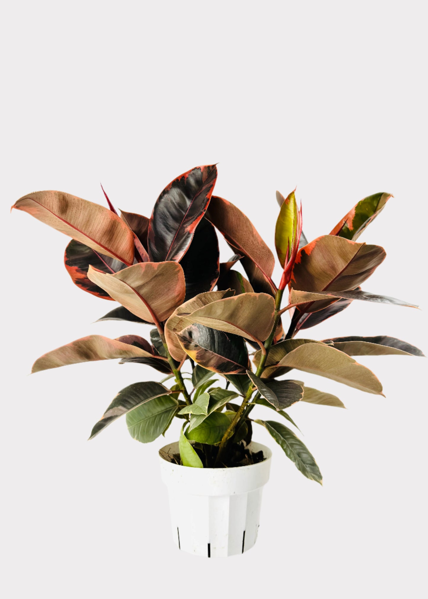 Ficus – Ruby Rubber Plant