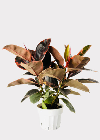 Ficus – Ruby Rubber Plant