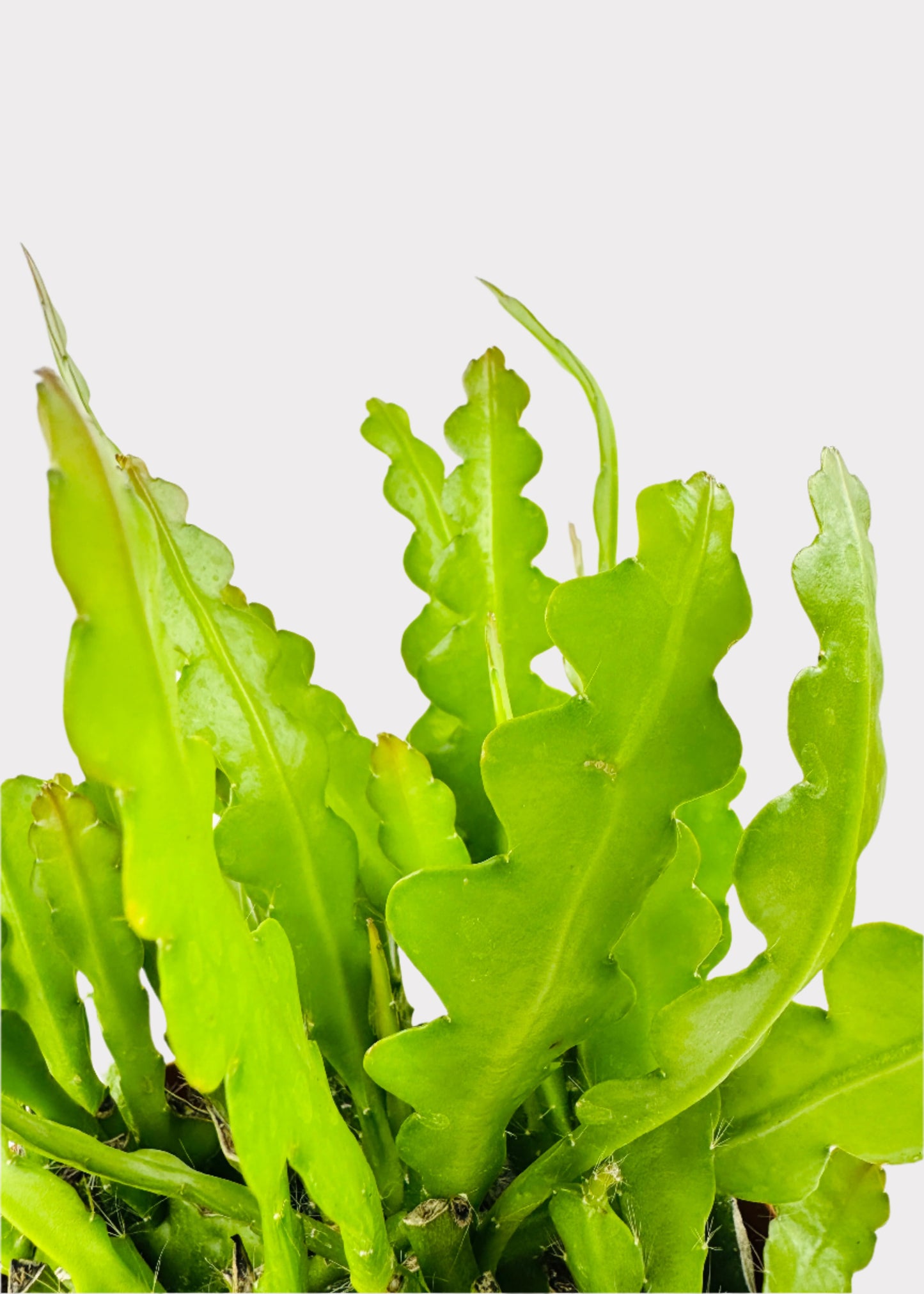Fishbone Cactus
