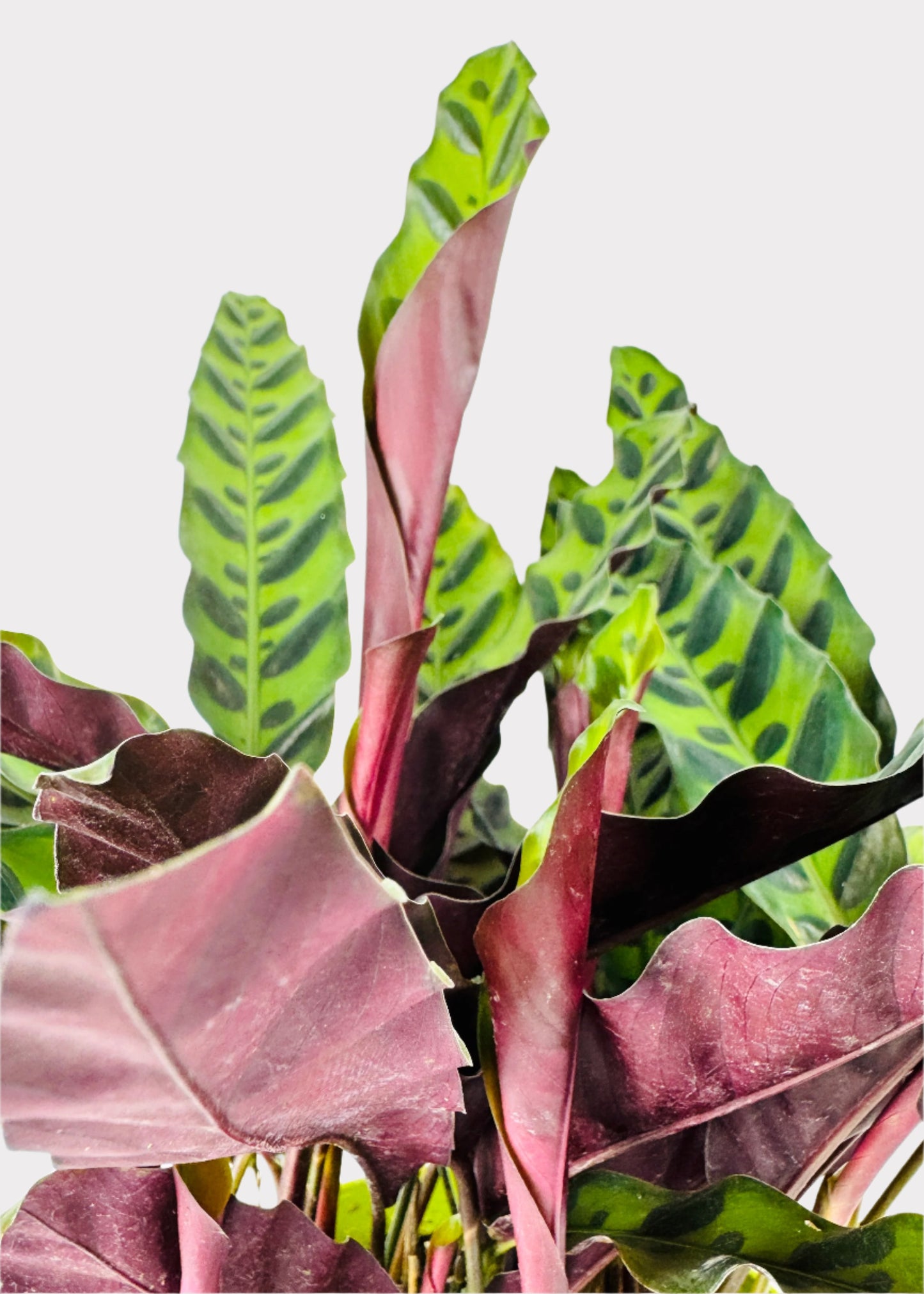 Calathea – Rattlesnake Plant