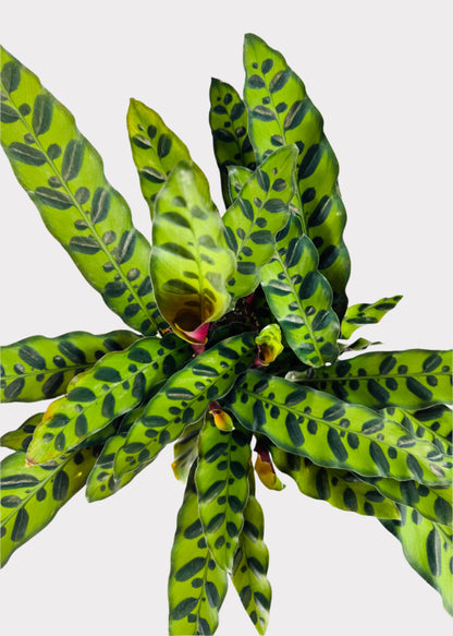 Calathea – Rattlesnake Plant