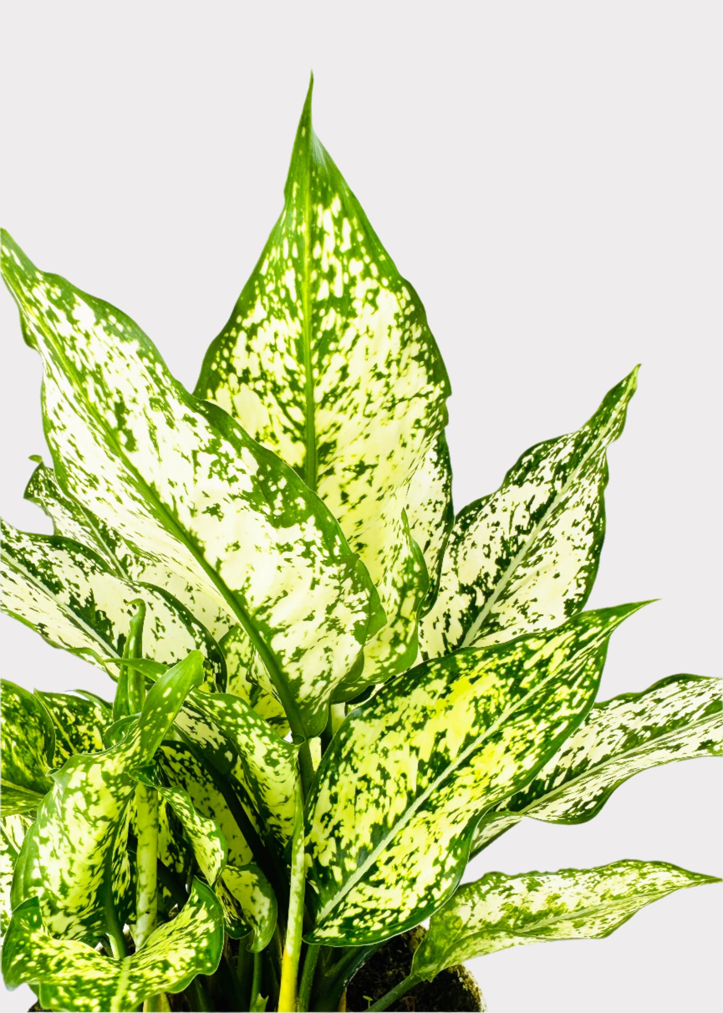 Chinese Evergreen - First Diamond