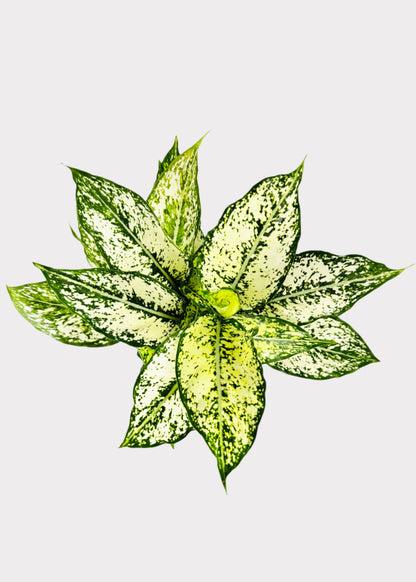 Chinese Evergreen - First Diamond