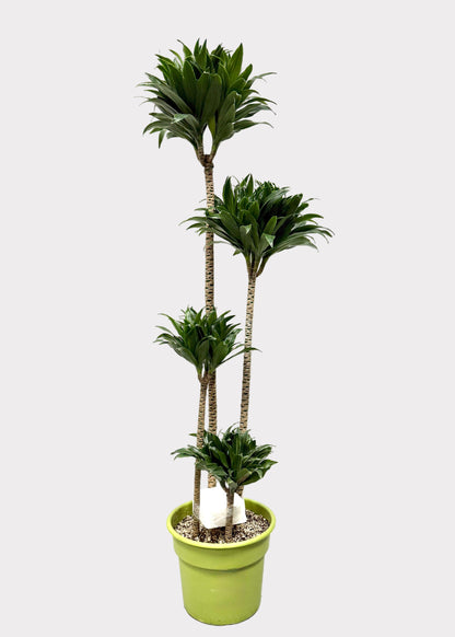 Dracaena Compacta – Compact Dragon Tree
