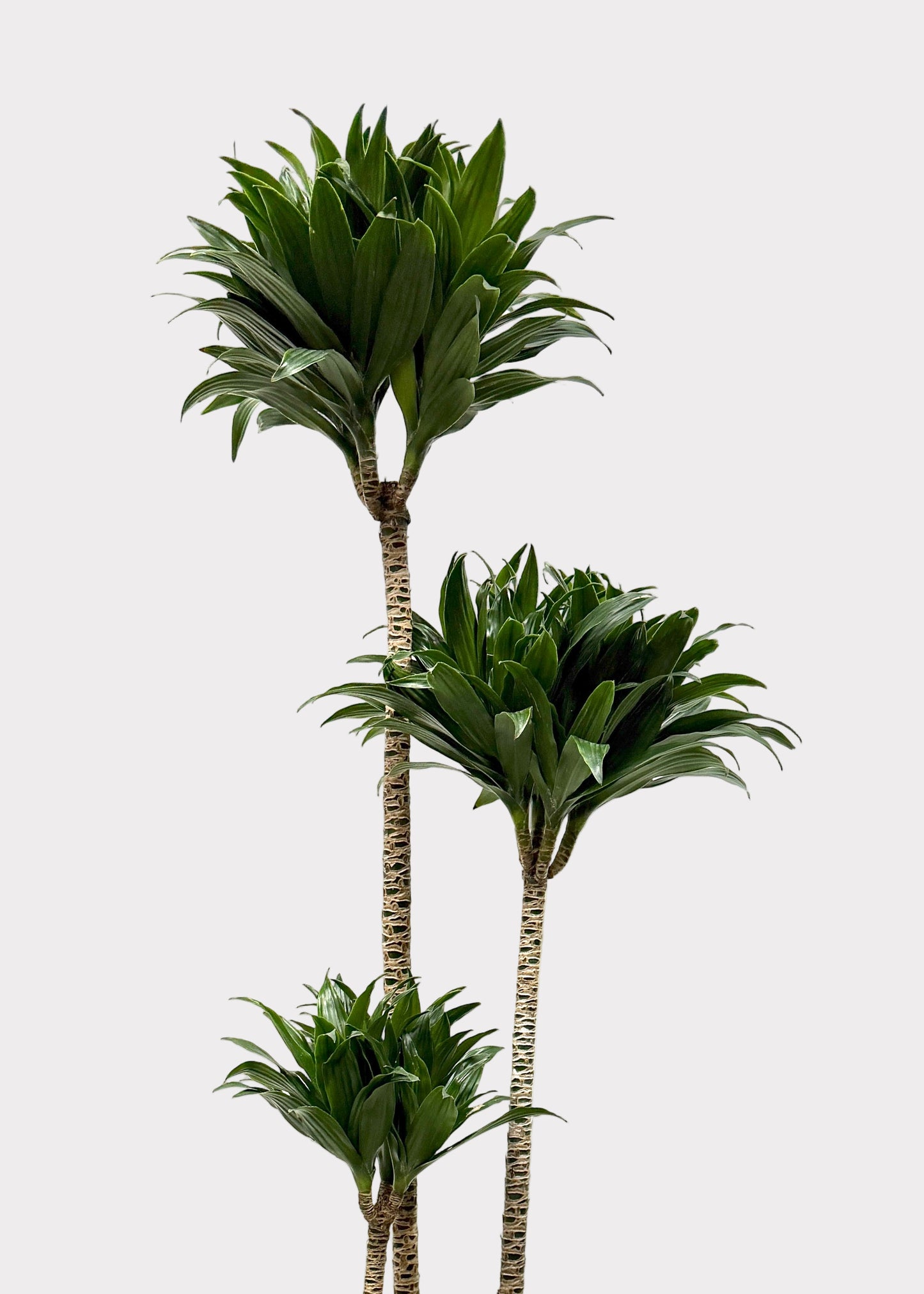 Dracaena Compacta – Compact Dragon Tree