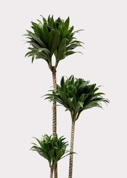 Dracaena Compacta – Compact Dragon Tree
