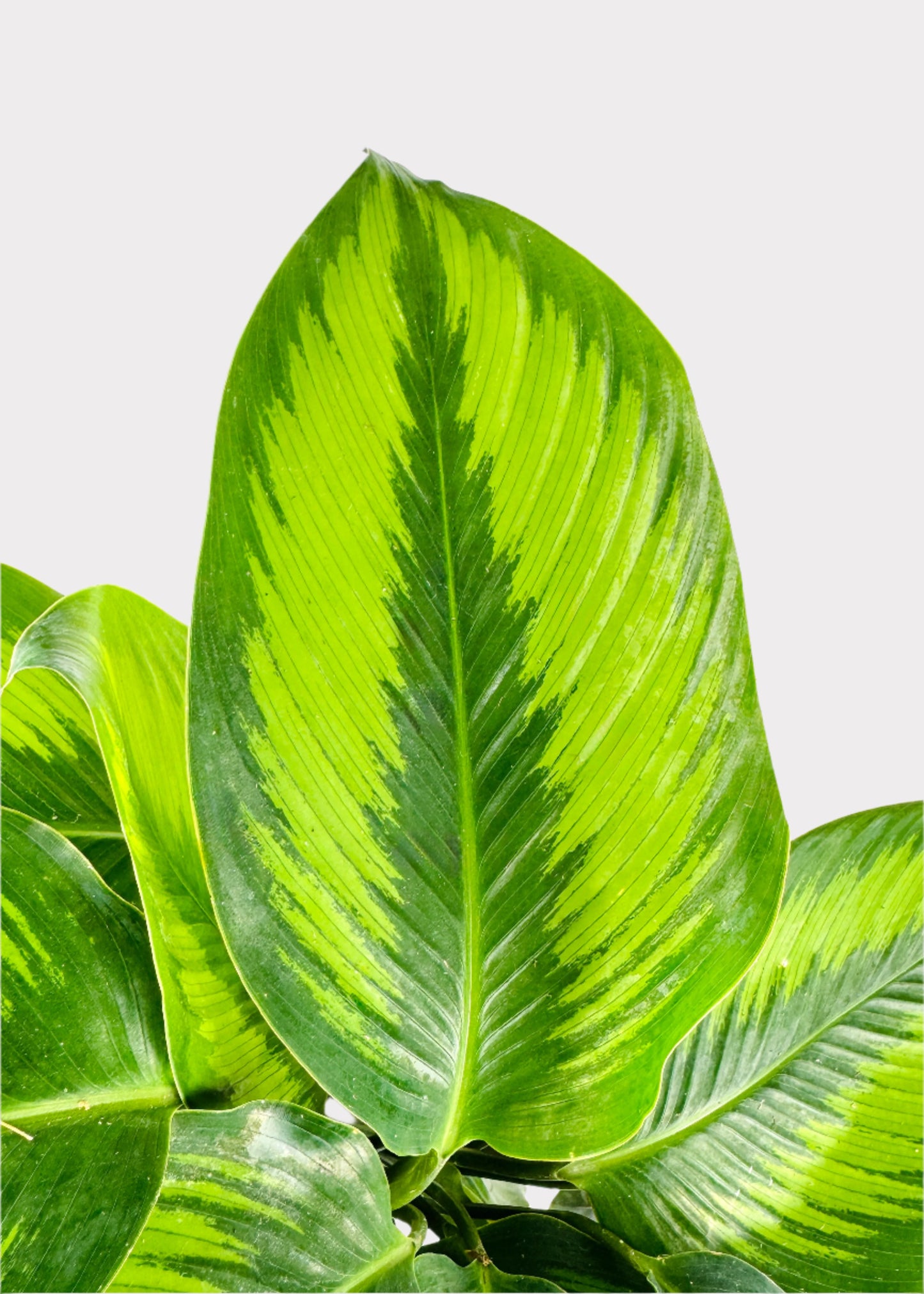 Calathea – Beauty Star