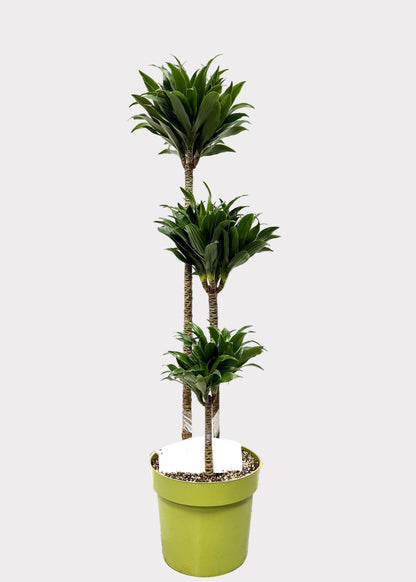 Dracaena Compacta – Compact Dragon Tree