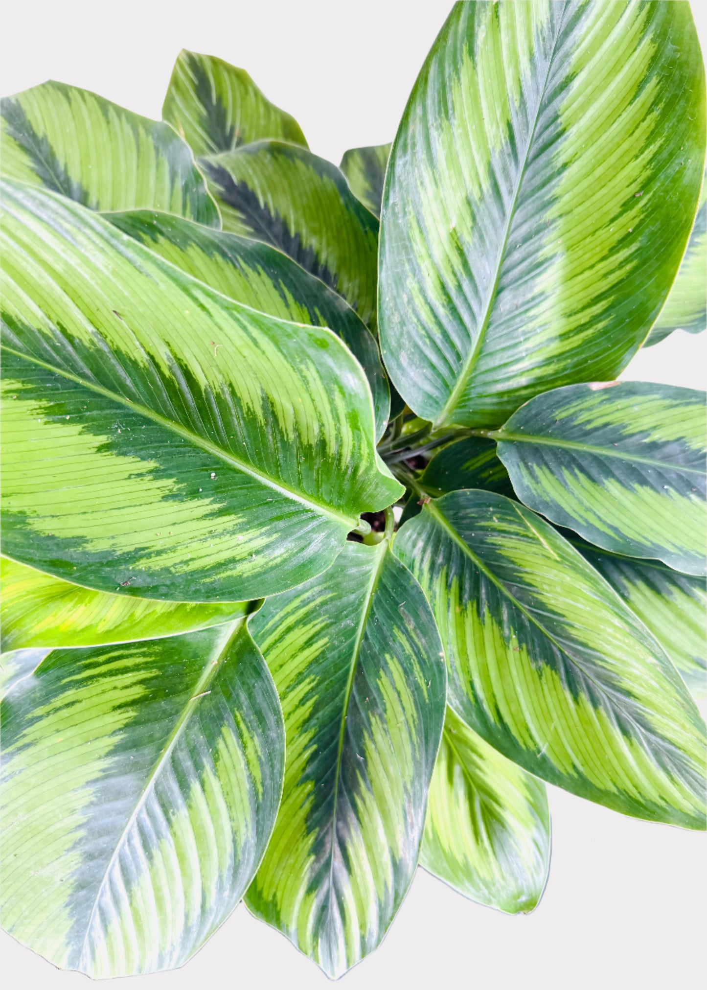 Calathea – Beauty Star