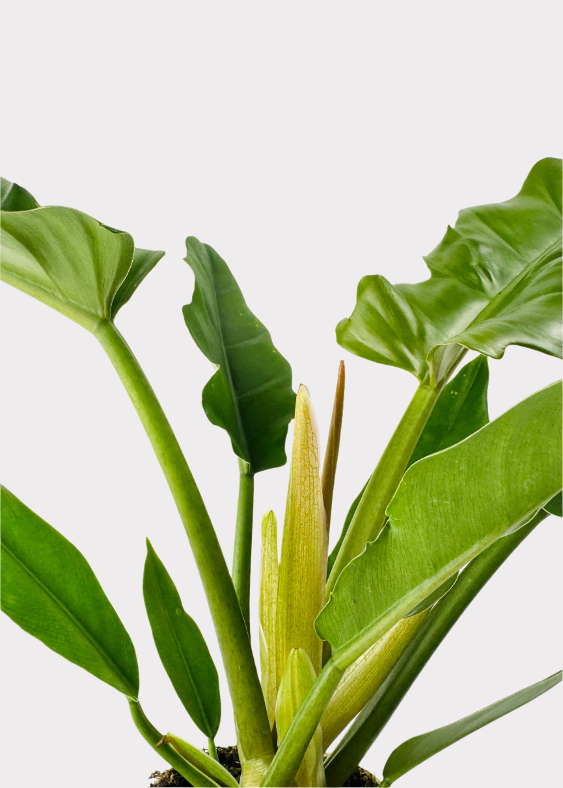 philodendron rainbow Philodendron