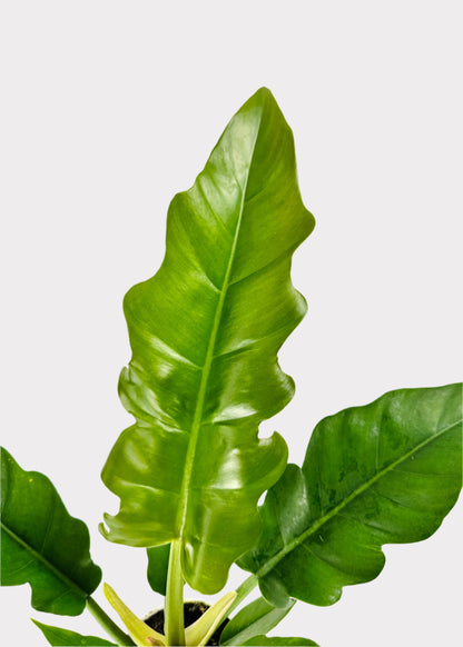 narrow philodendron Philodendron