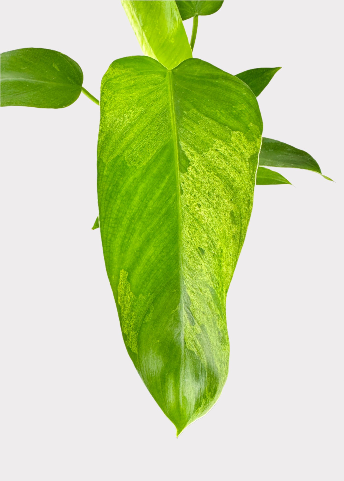 Philodendron - Jose Bueno