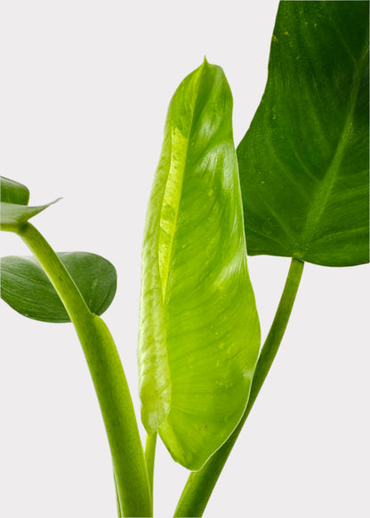 jose bueno philodendron Philodendron