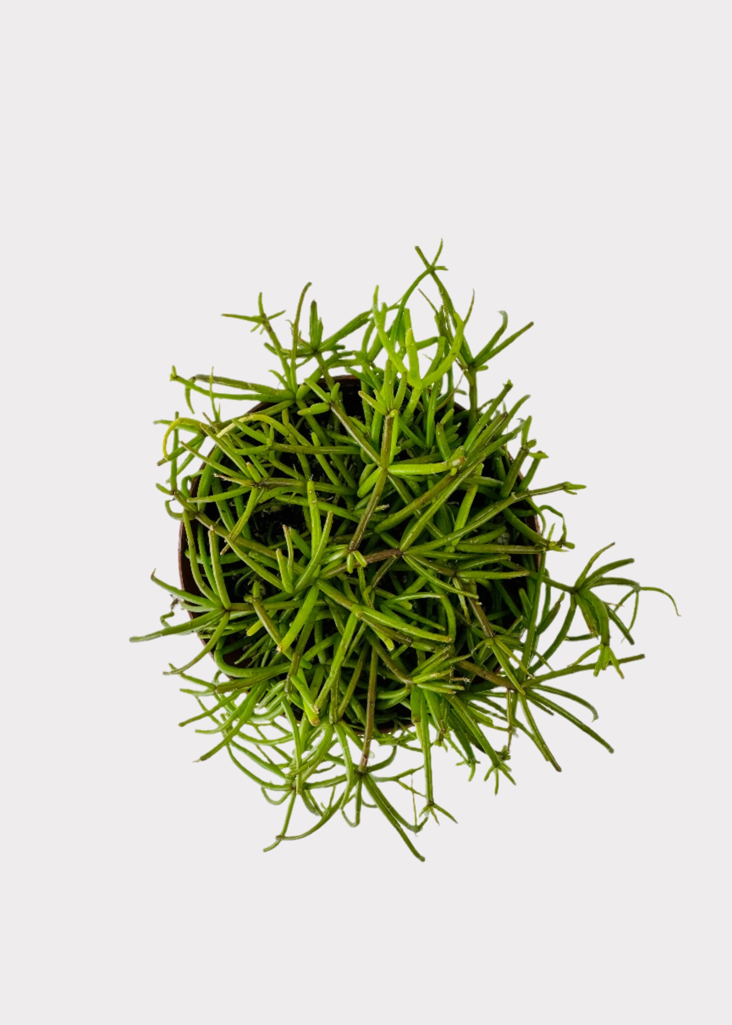 Rhipsalis Baccifera - Mistletoe Cactus