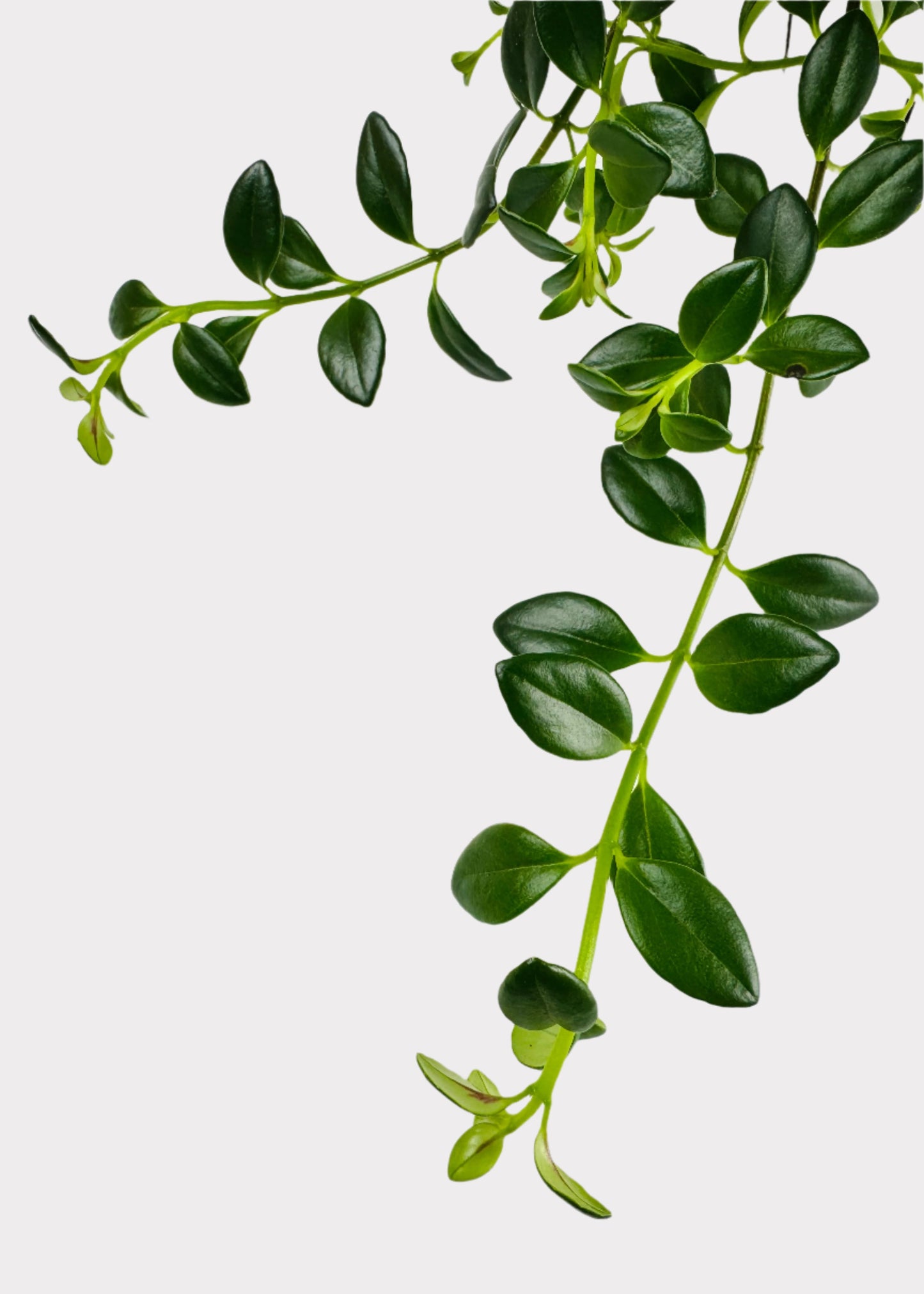 Nematanthus - Goldfish Plant