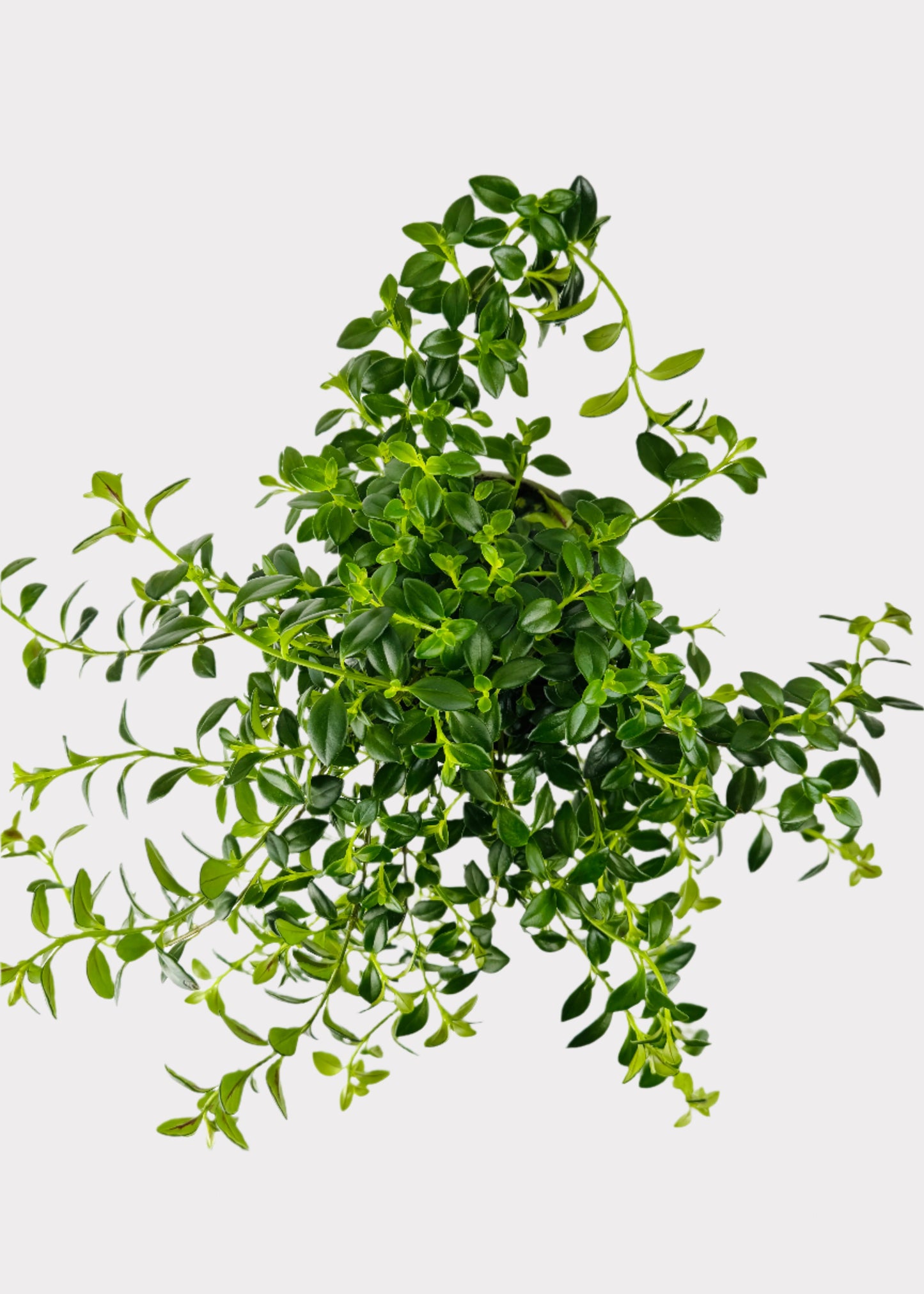 Nematanthus - Goldfish Plant