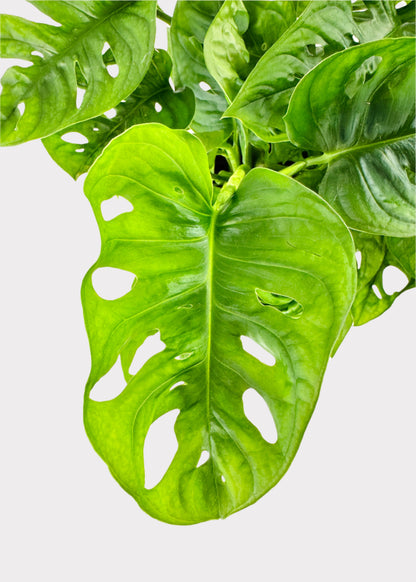 Monstera Adansonii - Swiss Cheese Vine