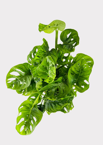 Monstera Adansonii - Swiss Cheese Vine