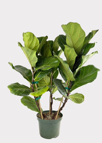 Ficus Lyrata - Fiddle Leaf Fig
